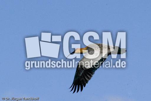 Schwarzzügelibis (15 von 15).jpg